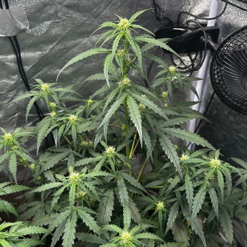 PH #4 growlog timeline photo