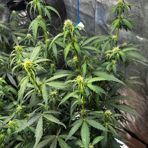 PH #1 growlog timeline photo