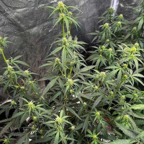 PH #2 growlog timeline photo