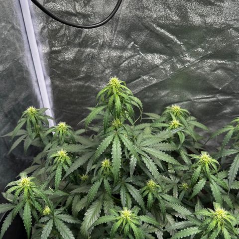 PH #3 growlog timeline photo