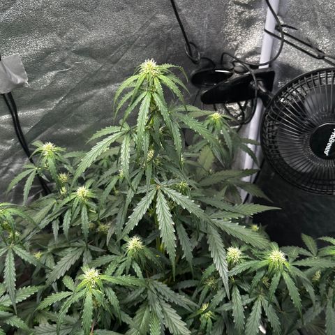PH #4 growlog timeline photo