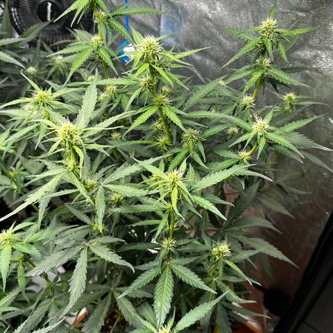 PH #1 growlog timeline photo