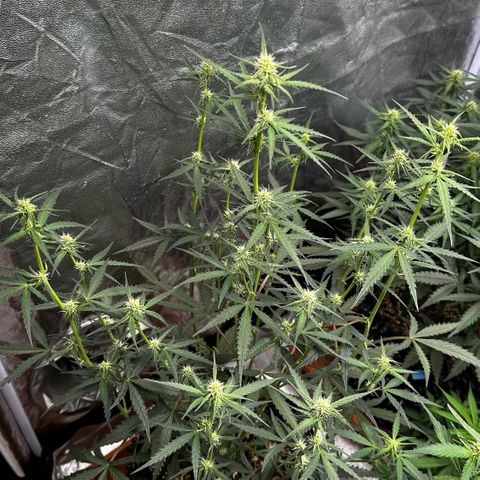 PH #2 growlog timeline photo