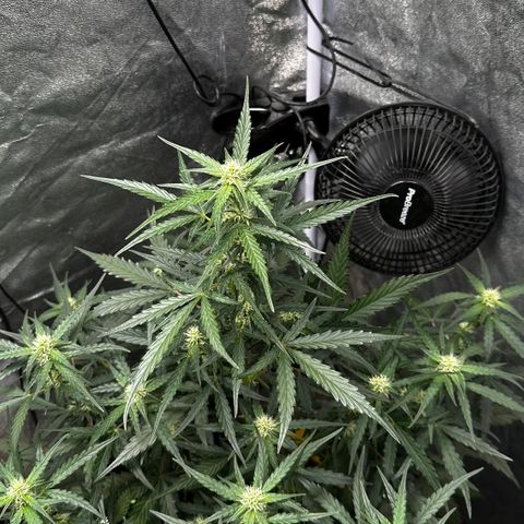 PH #4 growlog timeline photo