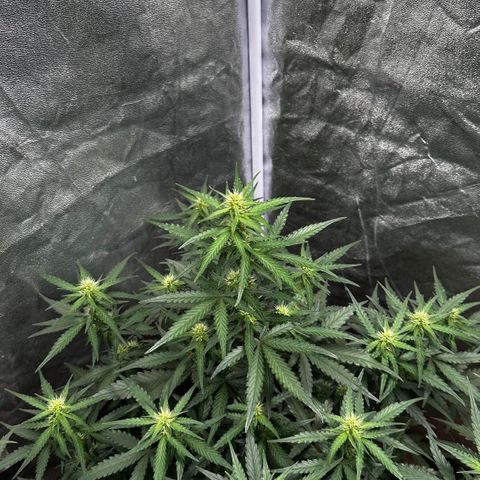 PH #3 growlog timeline photo