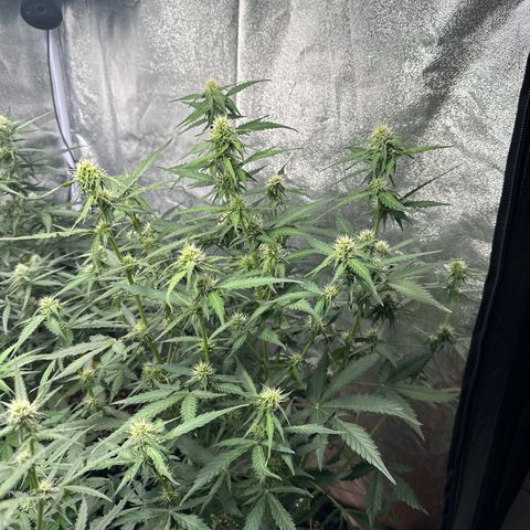 PH #1 growlog timeline photo