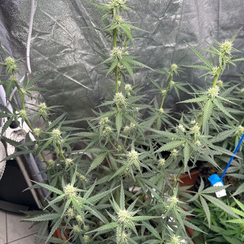 PH #2 growlog timeline photo