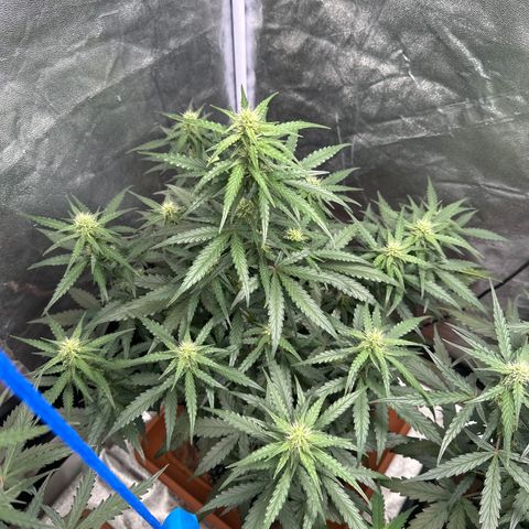 PH #3 growlog timeline photo