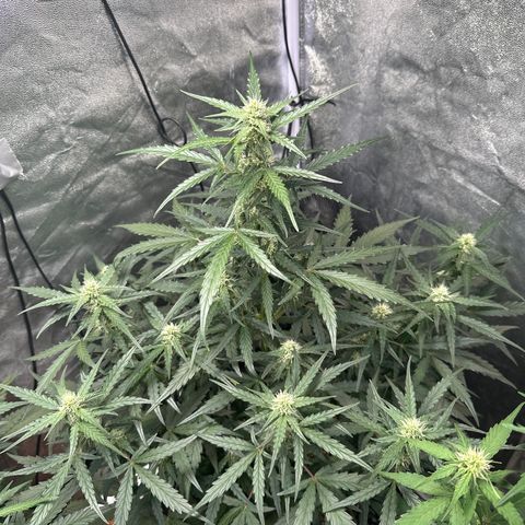 PH #4 growlog timeline photo