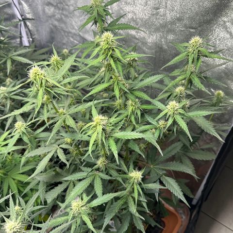 PH #1 growlog timeline photo