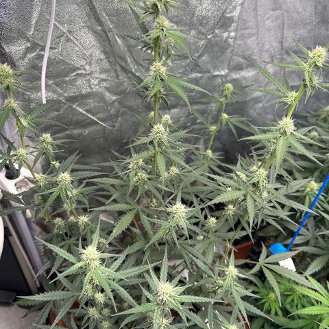 PH #2 growlog timeline photo