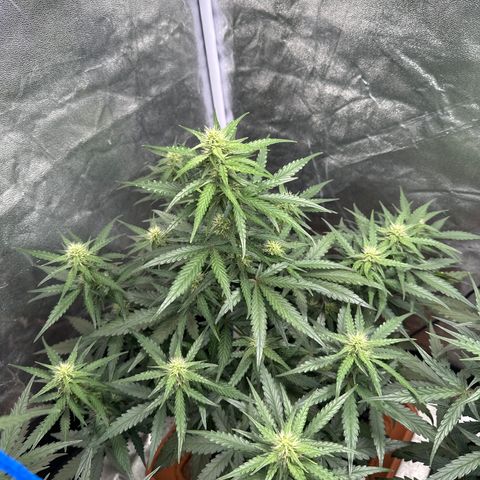 PH #3 growlog timeline photo