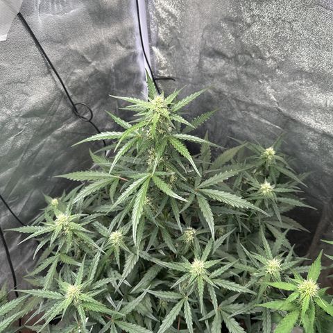 PH #4 growlog timeline photo