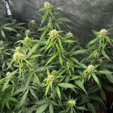PH #1 growlog timeline photo