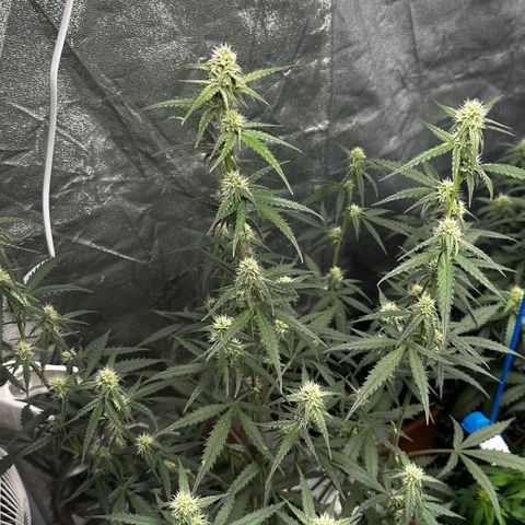 PH #2 growlog timeline photo