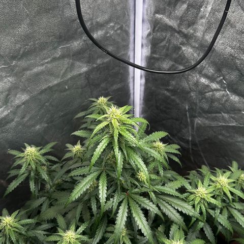 PH #3 growlog timeline photo