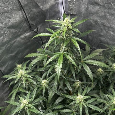 PH #4 growlog timeline photo