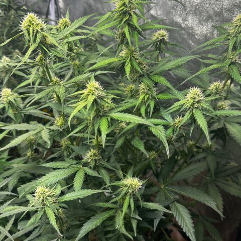 PH #1 growlog timeline photo