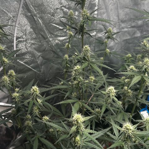 PH #2 growlog timeline photo