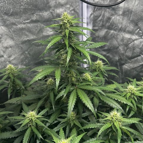 PH #3 growlog timeline photo