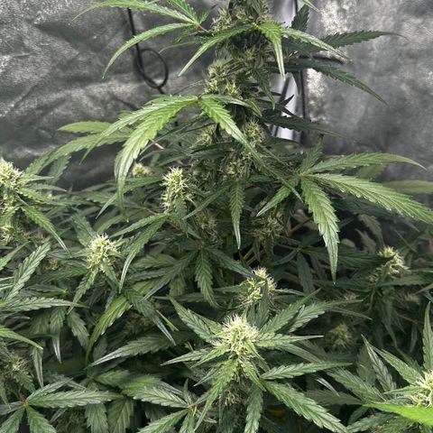 PH #4 growlog timeline photo