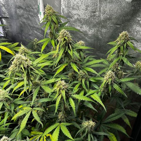 PH #1 growlog timeline photo