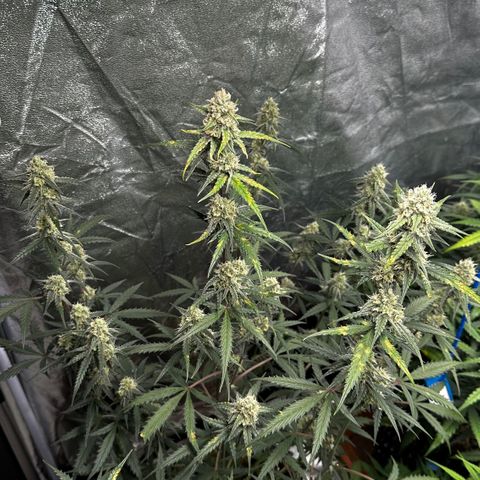 PH #2 growlog timeline photo