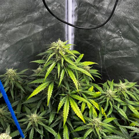 PH #3 growlog timeline photo
