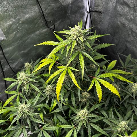 PH #4 growlog timeline photo