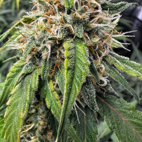 PH #1 growlog timeline photo