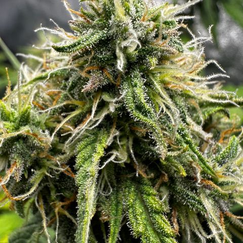 PH #1 growlog timeline photo