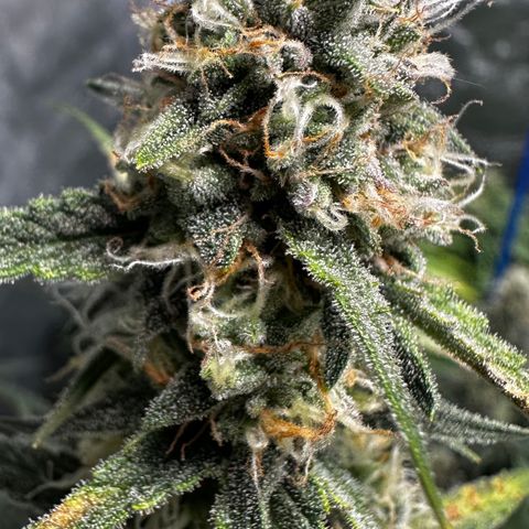 PH #2 growlog timeline photo