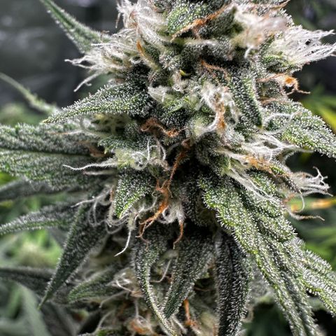 PH #2 growlog timeline photo