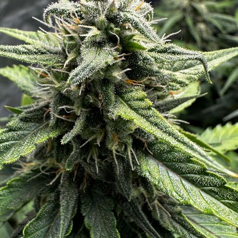 PH #3 growlog timeline photo