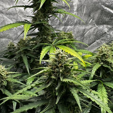 PH #3 growlog timeline photo