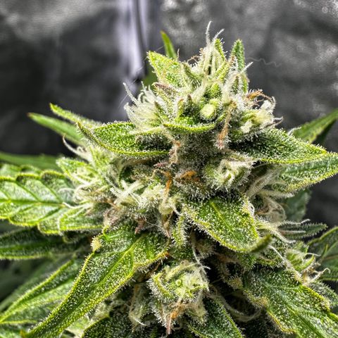 PH #4 growlog timeline photo