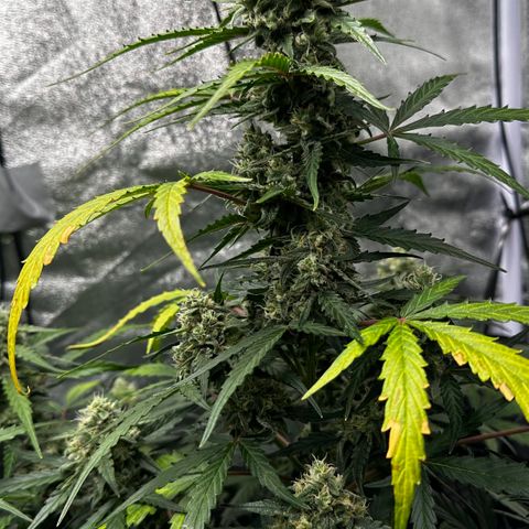 PH #4 growlog timeline photo