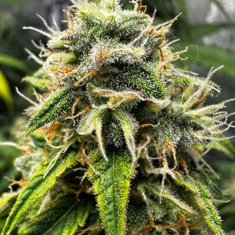 PH #1 growlog timeline photo