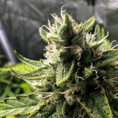 PH #4 growlog timeline photo