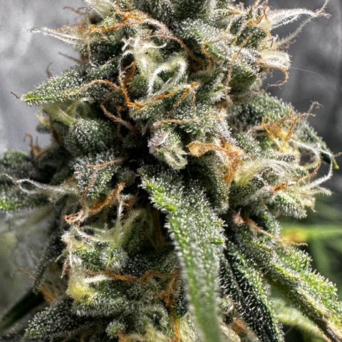 PH #2 growlog timeline photo