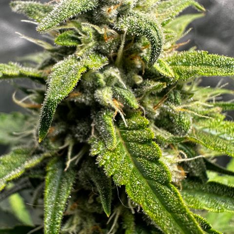 PH #3 growlog timeline photo