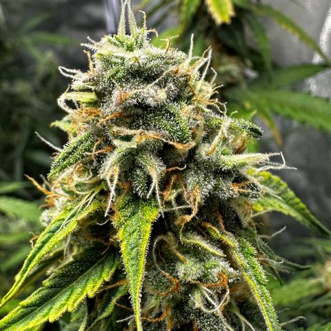 PH #1 growlog timeline photo