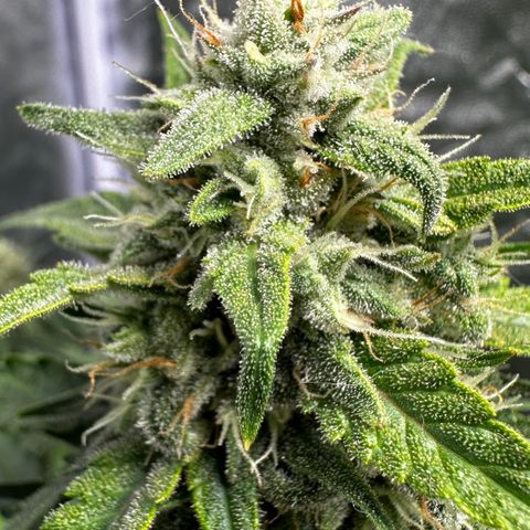 PH #3 growlog timeline photo