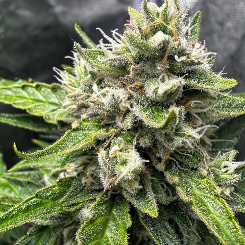 PH #4 growlog timeline photo