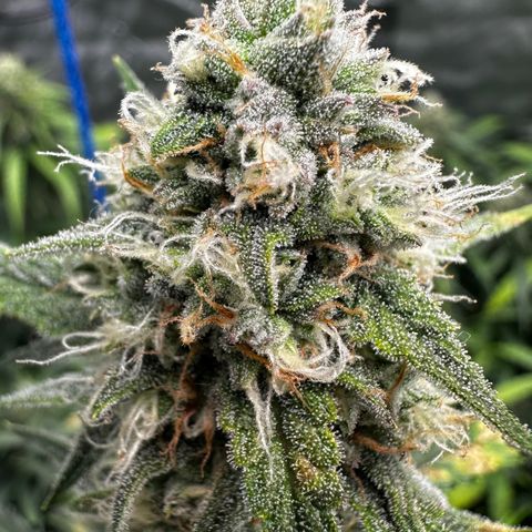 PH #2 growlog timeline photo