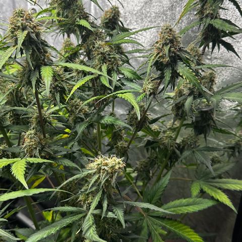 PH #1 growlog timeline photo