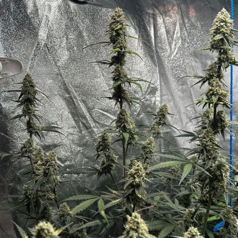 PH #2 growlog timeline photo