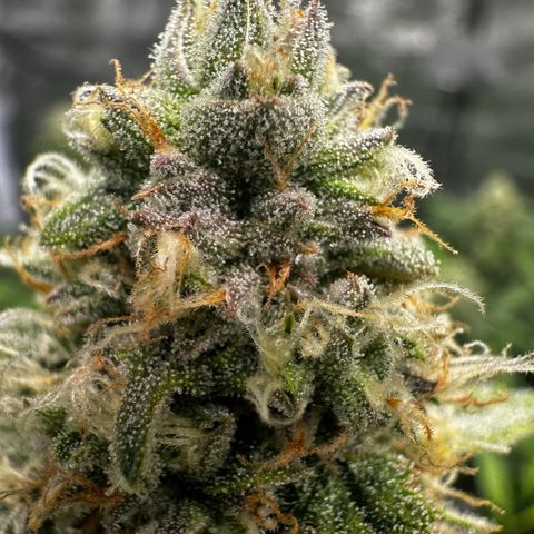 PH #2 growlog timeline photo