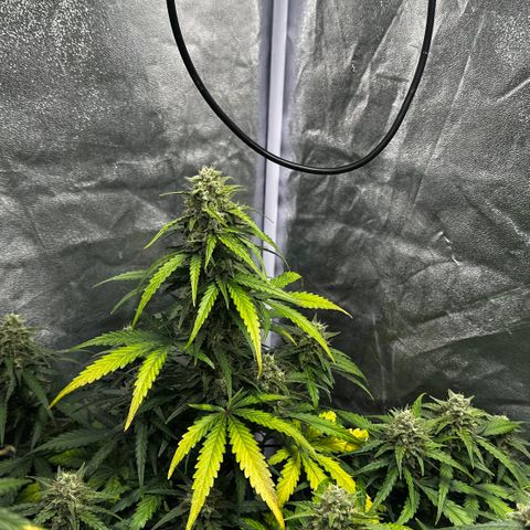 PH #3 growlog timeline photo