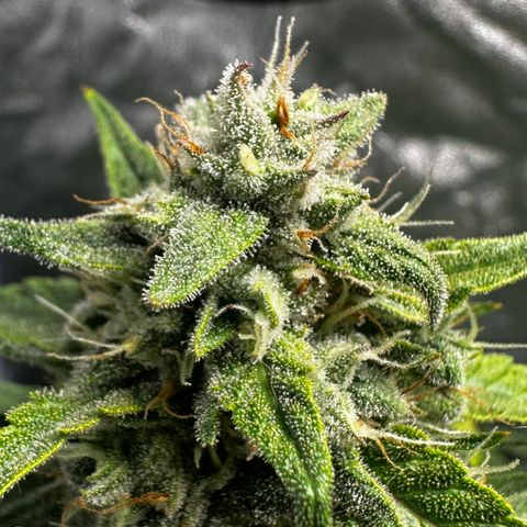 PH #3 growlog timeline photo
